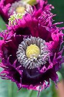 Papaver somniferum - Fringed Opium Poppy 