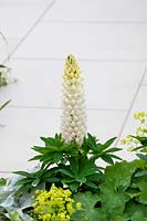 Lupinus 'Polar Princess' against white paving in the 'From Darkness To Light' 
garden with contrasting green foliage