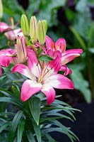 Lilium 'Perfect Joy' - Dwarf Asiatic Lily