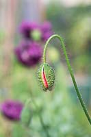 Papaver rhoeas - Red Poppy - bud opening in the morning 