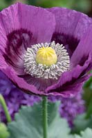 Papaver somniferum - Opium Poppy 