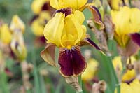 Tall Bearded Iris 'Rajah' 