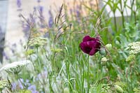 Papaver somniferum - Poppy - with Deschampsia cespitosa 'Garnet' in 'The Wedgwood Garden'
