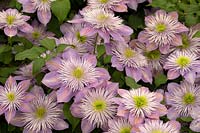 Clematis 'Crystal Fountain' 