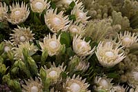 Protea 'Arctic Ice' as part of a flower display 