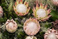 Protea cynaroides as part of a flower dispaly