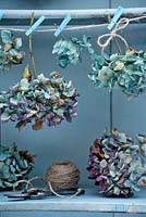 Drying blue Mophead Hydrangea flowerheads 