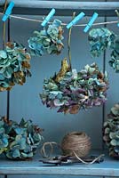 Drying blue Mophead Hydrangea flowerheads in painted cupboard
