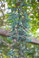 Strongylodon macrobotrys - Jade Vine or Turquoise vine - hanging from a pergola
