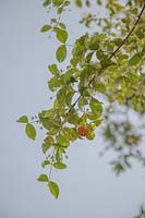 Fruits of Eugenia bergii syn. Eugenia uniflora - Brazil Cherry or Surinam Cherry
