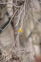 Tillandsia - Air Plant - silver grey foliage and a yellow flower