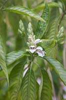 Flowering Justicia adhatoda syn. Adhatoda vasica - Adulsa or Malabar Nut