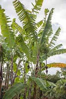 Banana trees with flowers and  unripe fruits, Musa x paradisiaca - 
Silver Banana - a hybrid of Musa acuminata and M. balbisiana