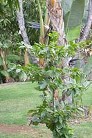 Young Coffea arabica - Coffee Tree - in a lawn with Strelitzia nicolai - 
Giant White Bird of Paradise - behind