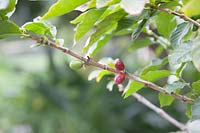 Ripe and unripe coffee beans on Coffea arabica - Coffee Tree