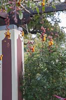 Pergola with racemes of Thunbergia mysorensis syn. Indian clock vine. 