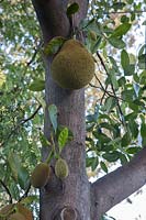 Artocarpus heterophyllus - Jack Fruit - edible fruits growing near tree trunk 
