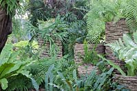Ferns and epiphytes growing in containers made from Phoenix canariensis tree-trunks destroyed by the Asian 
Red Palm Weevil - Rhynchophorus ferrugineus. Plants include: 
Microsorum musifolium 'Crocodyllus',  
Platycerium bifurcum - Elkhorn Fern - and Goniophlebium subauriculatum.
