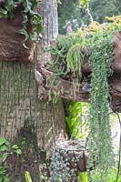 Trailing plants, ferns and succulents, trunk of Washingtonia filifera syn. desert fan palm