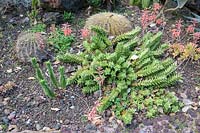 Outdoor succulent bed with Echinocactus grusonii - Cushion Cactus, Agave and 
Aloe marlothi