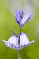 Hyacinthoides x massartiana hybrid bluebell