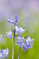 Hyacinthoides x massartiana - Hybrid Bluebell
