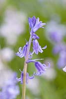 Hyacinthoides x massartiana - hybrid Bluebell
