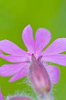 Silene dioica - Red Campion - flower