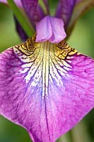 Iris 'Sibirica' flower