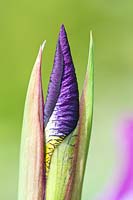 Iris 'Sibirica' bud