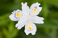 Iris japonica 'Ledgers'