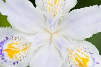 Iris japonica - 'Ledgers'