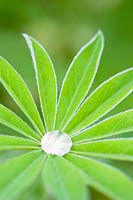 Lupin leaf with waterdrop collected in center