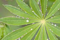 Lupin leaf with waterdrops