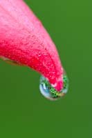 Fuchsia bud with rain drops
