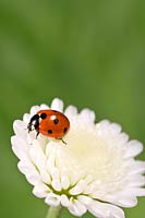 Coccinella 7-punctata  - 7 spot 'Ladybird' on white flower