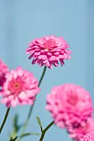 Argyranthemum frutescens - Pink marguerite daisies