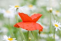 Papaver rhoeas - Single common poppy in camomile wildflower meadow