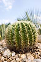 Echinocactus -  barrel cactus in dry garden
