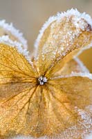Hydrangea - Frosted petal