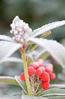 Skimmia - Frosted berrries