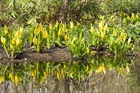 Lysichiton americanus - Yellow skunk cabbage at fairhaven water gardens norfolk, UK