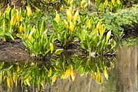Lysichiton americanus - Yellow skunk cabbage at fairhaven water gardens norfolk, UK