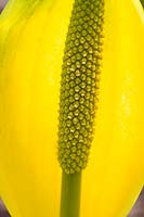 Lysichiton americanus - Yellow skunk cabbage 