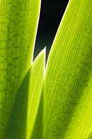 Iris pseudacorus - Yellow flag leaves