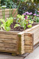 Finished raised wooden corner bed planted with vegetables such as Broad Beans, Tomato and Lettuces