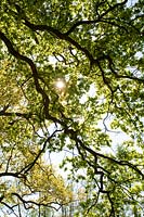 Quercus robur - Sun shining through emergent leaves