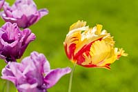 Tulipa - Purple tulips with Tulipa 'Texas Flame'