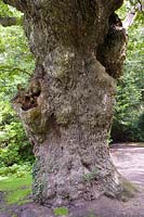 Quercus robar - 950 year old oak 'King Oak' at fairhaven garden trust norfolk, UK