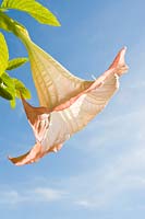 Brugmansia 'Candida' - 'Angel's Trumpet' flower